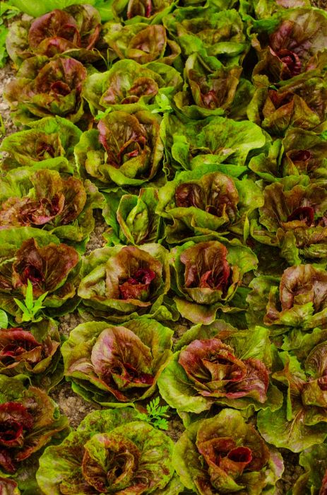 A medley of green and purple lettuces.