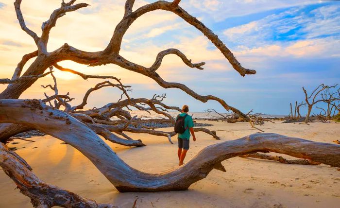 A person strolling along Driftwood Beach on Jekyll Island, Georgia, USA, surrounded by weathered trees at sunrise.