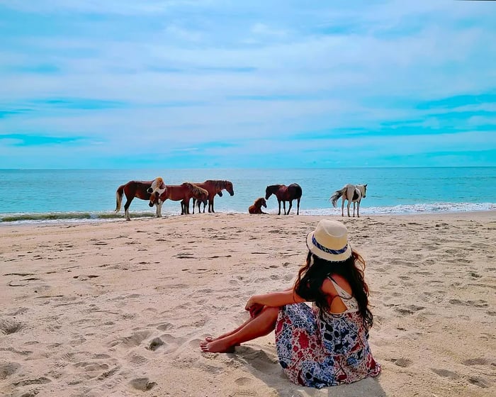 A woman observes the wild horses of Assateague Island National Seashore, Virginia, USA