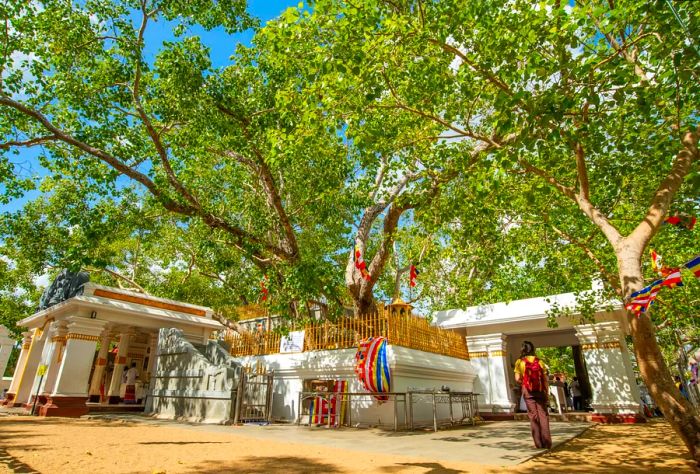 The sprawling branches of the Sri Maha Bodhi tree, the oldest living human-planted tree, stand majestically in the ancient city of Anuradhapura, Sri Lanka.