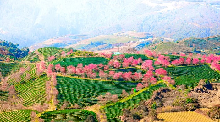 A bird's-eye view of blooming apricot trees on O Long tea hill near Sapa, Vietnam.