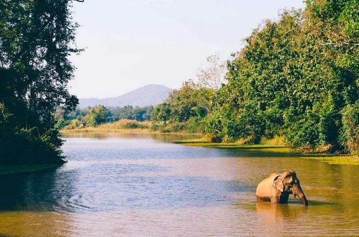 An Asian elephant enjoys a bath in a lake in Sainyabuli, Laos