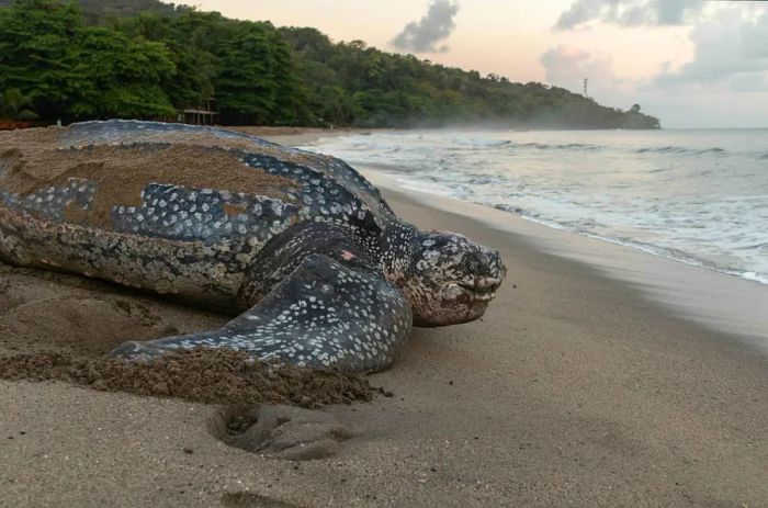 Close-up of a leatherback turtle laying her eggs during the nesting season in Trinidad and Tobago, captured at dawn in Grande Riviere.