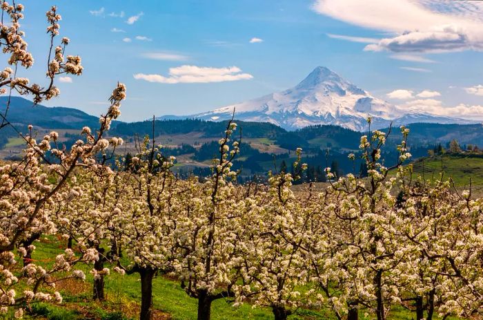 Fruit blossoms in the orchards along the Fruit Loop with Mount Hood in the backdrop