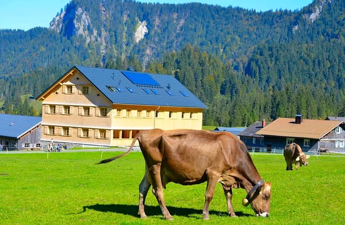 Cows graze peacefully in front of a large hotel with mountains in the distance.