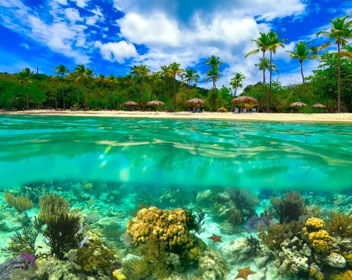 Vibrant coral reefs teeming with colorful fish and sea turtles await you while snorkeling at Honeymoon Beach in the Caribbean Sea, USVI.