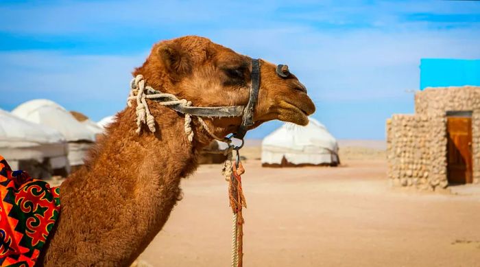 A camel (Camelus) resting in a camp in the desert of Karakalpakstan, Khorezm Region, Uzbekistan.