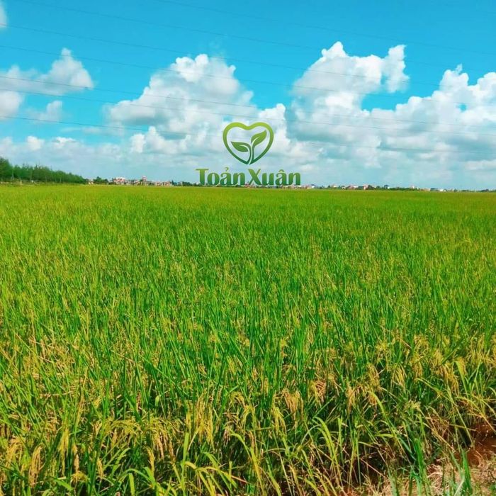Hình ảnh Gạo sạch Toản Xuân 2