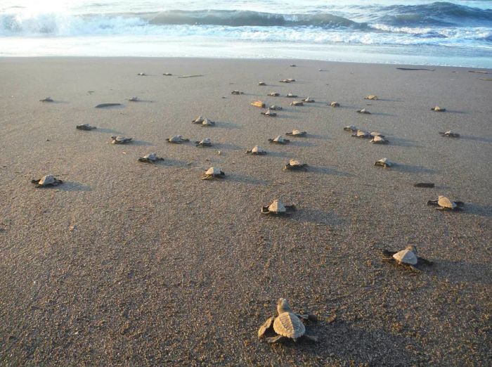 Turtles scurrying toward the waves on a beach in Guatemala, with the surf crashing behind them.