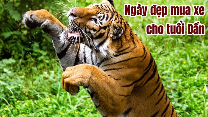 Ngày đẹp để mua xe trong tháng 10/2024 dành cho tuổi Dần
