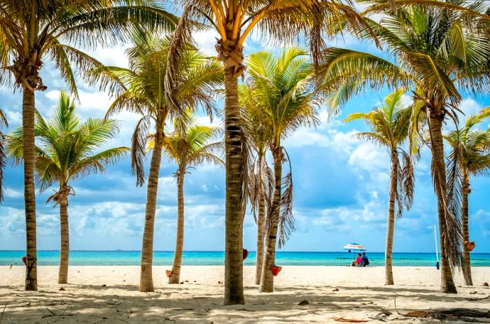 Tall coconut palms frame a pristine white sand beach in Playacar.