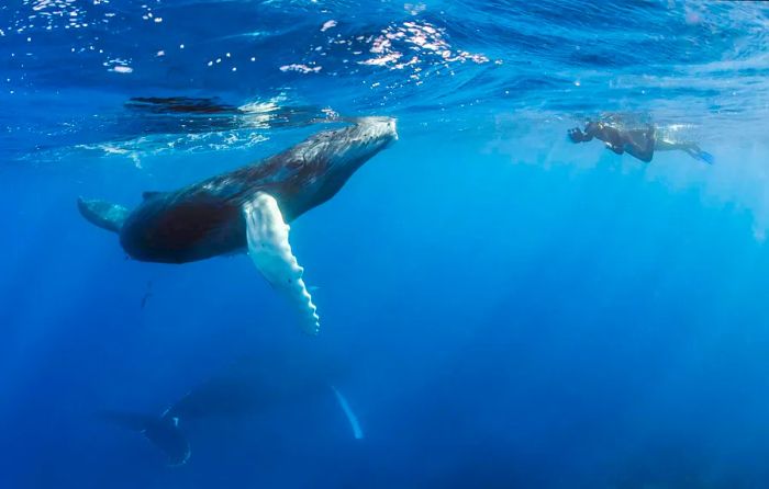 Humpback whales and divers off the coast of the Dominican Republic