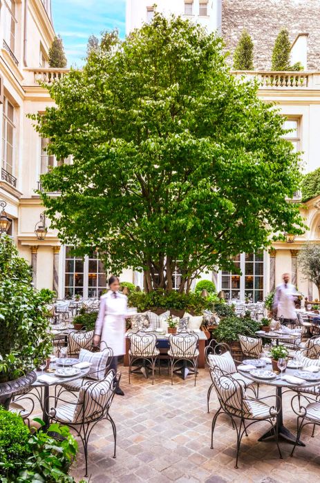 A restaurant courtyard featuring a prominent large tree.