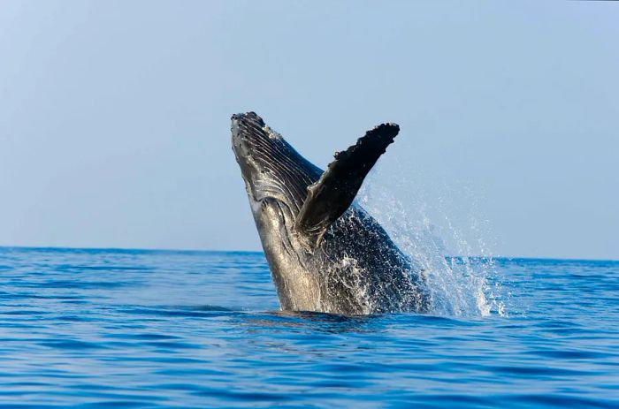 A massive humpback whale breaches beneath the sun.