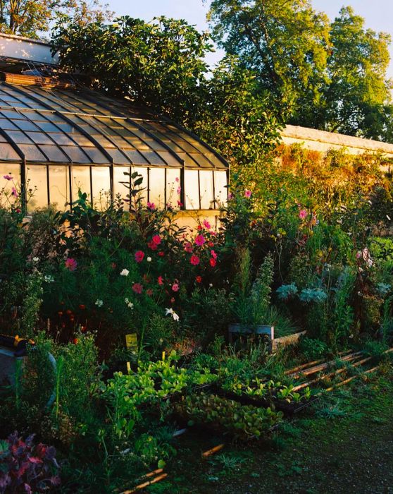 A colorful flower bed with a greenhouse in the background on a sunny afternoon.