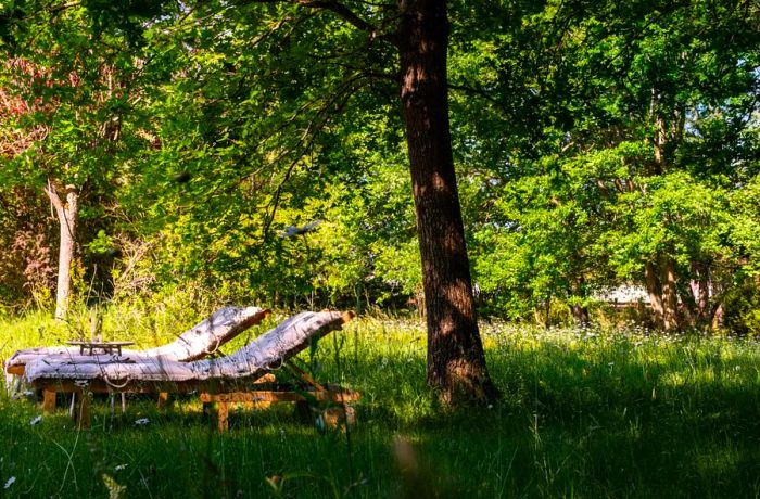 Chairs for lounging under the shade of a tree in a sunny meadow.