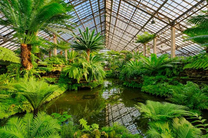 The Fern Room at the Garfield Park Conservatory