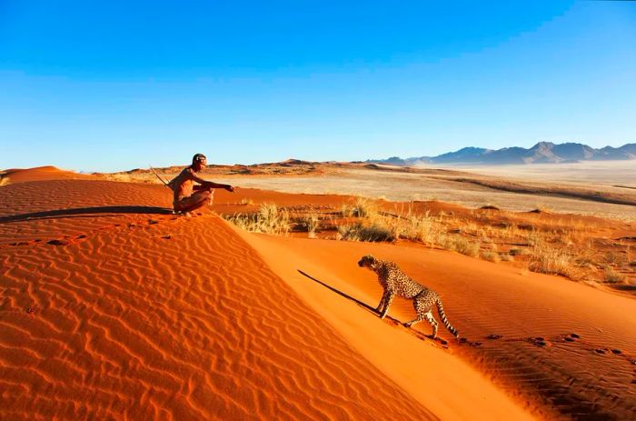 A San hunter trails a cheetah on a dune in the Namibian desert