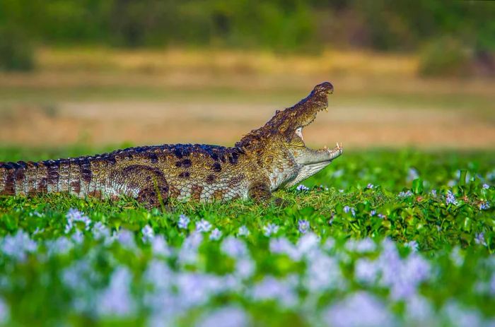 A mugger crocodile displaying its wide-open jaws in the lush marshlands of Kumana National Park, Sri Lanka.