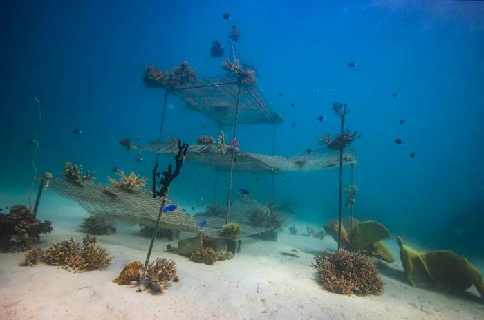 Transplanted coral thrives on poles and metal mesh as part of a marine conservation initiative in Fiji.