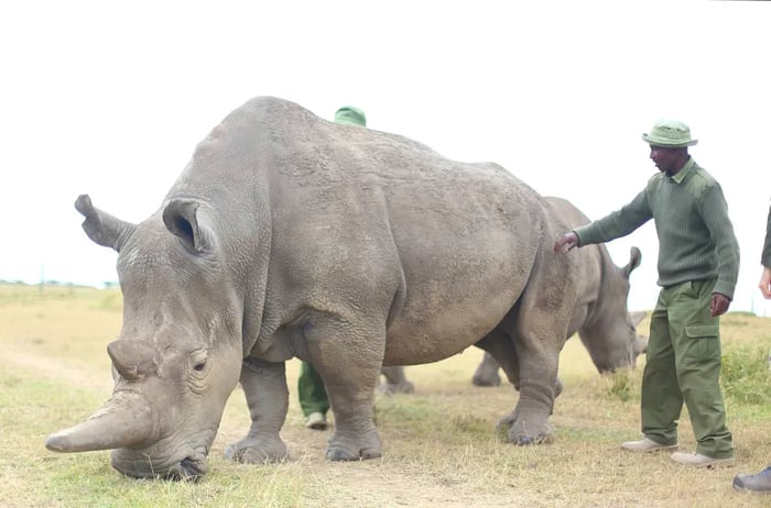 A caretaker stands beside a black rhino at Ol Pejeta Conservancy in Kenya.