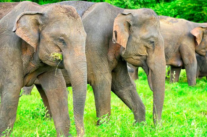 A herd of elephants grazing in Minneriya National Park, Sri Lanka.