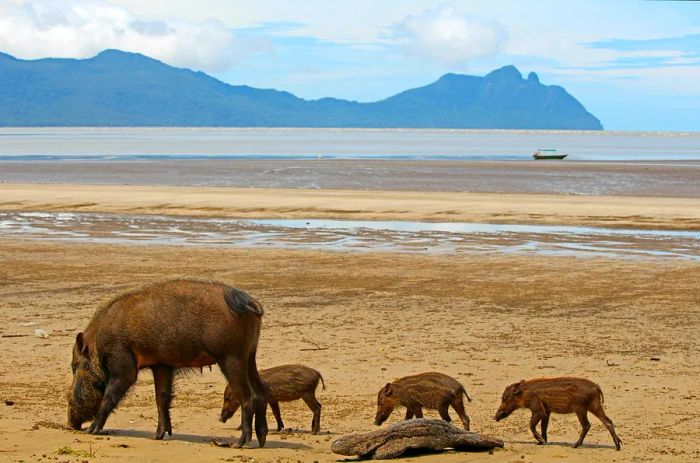 A family of beaded pigs, consisting of a parent and three piglets, forages along the sand of a vast, deserted beach bordered by jungle.