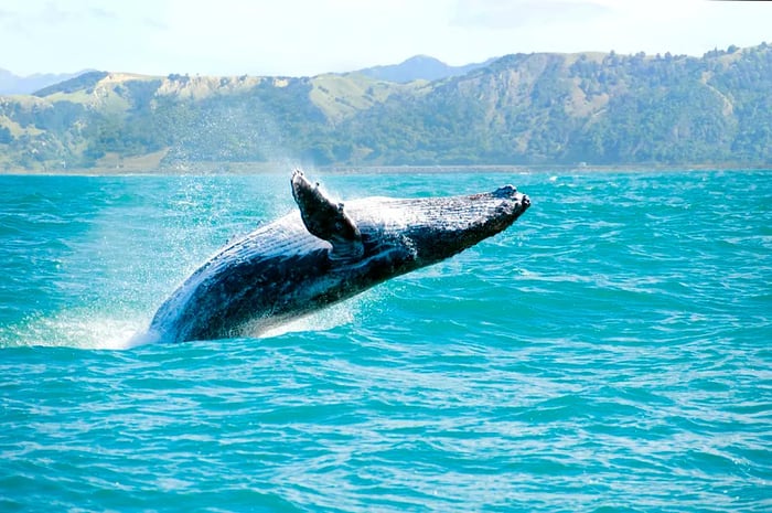 A massive humpback whale breaches the water, captured from a whale-watching boat on its migration route from New Zealand to Australia