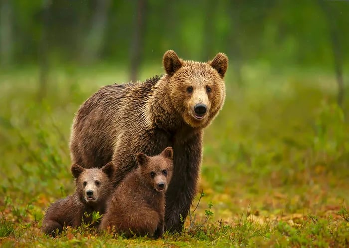 A close-up of a brown bear with her cubs in a forest setting