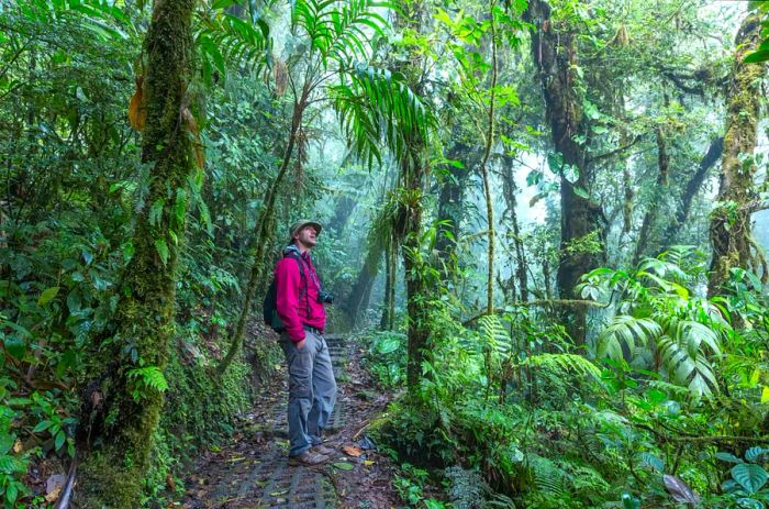 A man walking along a trail in the misty forest of Monteverde Cloud Forest, Puntarenas, Costa Rica