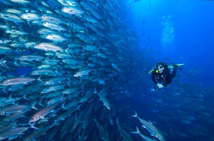 A diver surrounded by a massive school of jacks at Cocos Island, Costa Rica