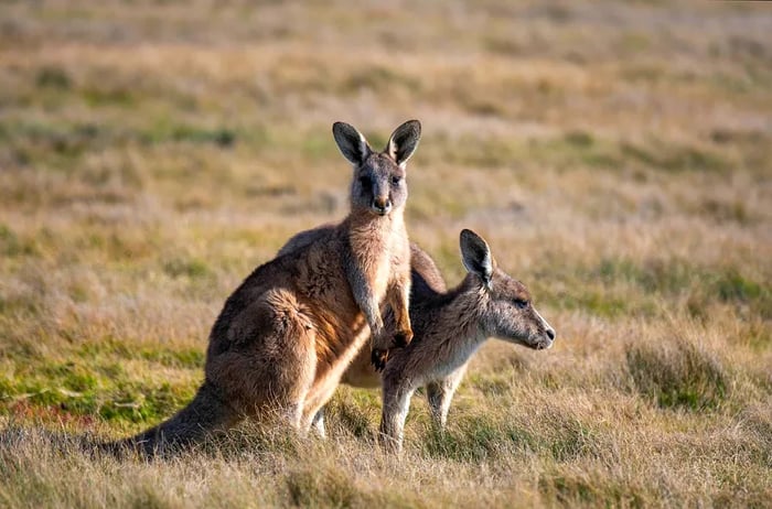 Kangaroo in Narawntapu National Park, Tasmania, Australia