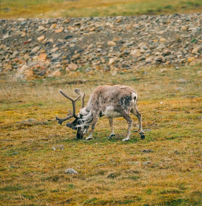 A reindeer in Svalbard.