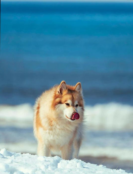 Grim, the 'true star of the show,' frolicking in the snow.