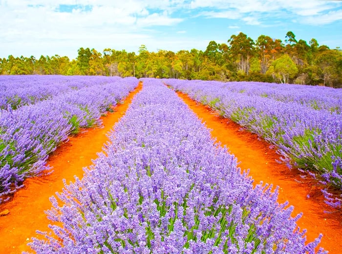 Bridestowe Lavender Estate, a beautiful lavender farm in Tasmania, Australia.