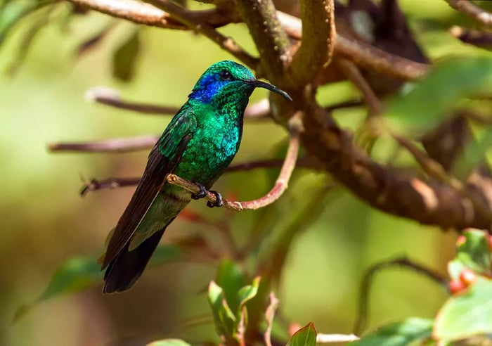 A close-up of a vibrant green hummingbird with a purple ear patch resting on a branch in a coffee plantation near Boquete.