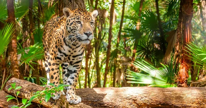 A jaguar lounging on a log in Belize