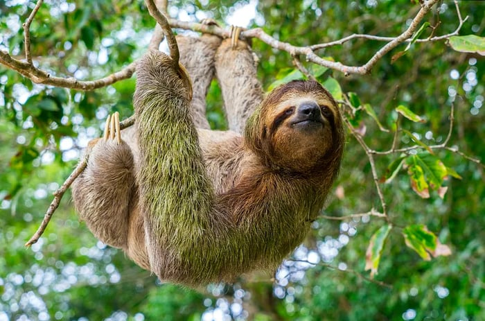 A three-toed sloth gracefully hanging from a tree in Costa Rica