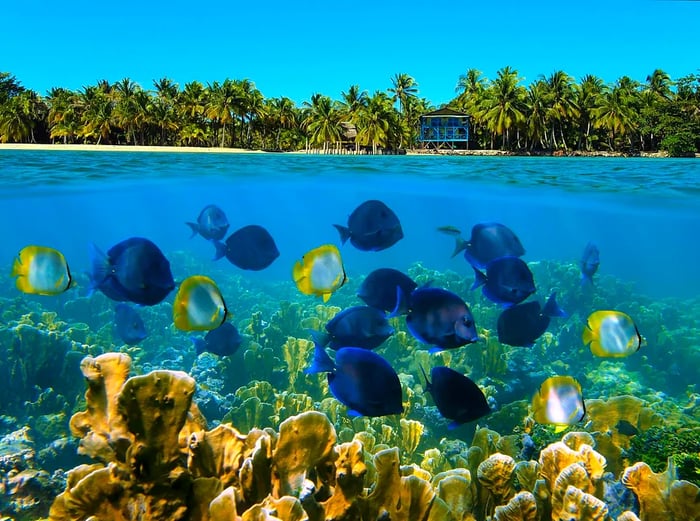 A vibrant underwater scene showcases a school of tropical fish amid a coral reef, with a beach lined with coconut trees in the background.