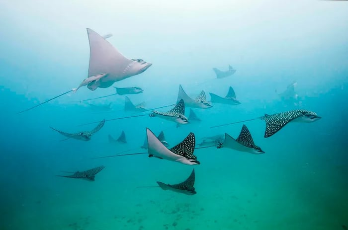 Spotted eagle rays gliding gracefully by.