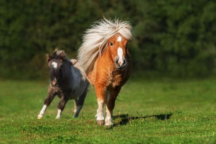 Ngựa lùn Pony tại vườn thú ZooDoo Đà Lạt