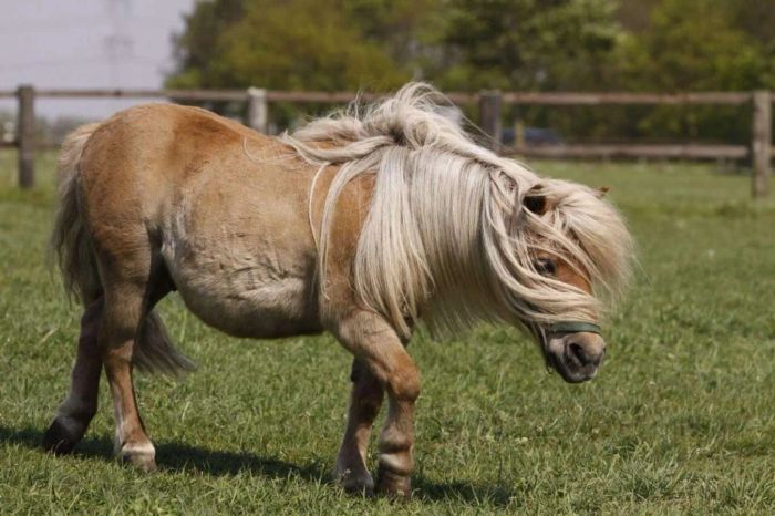 Ngựa lùn Pony rất dễ thương