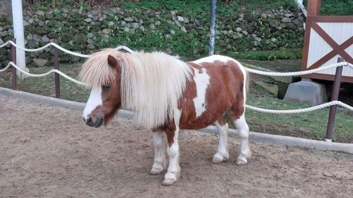 Ngựa lùn Pony rất thân thiện