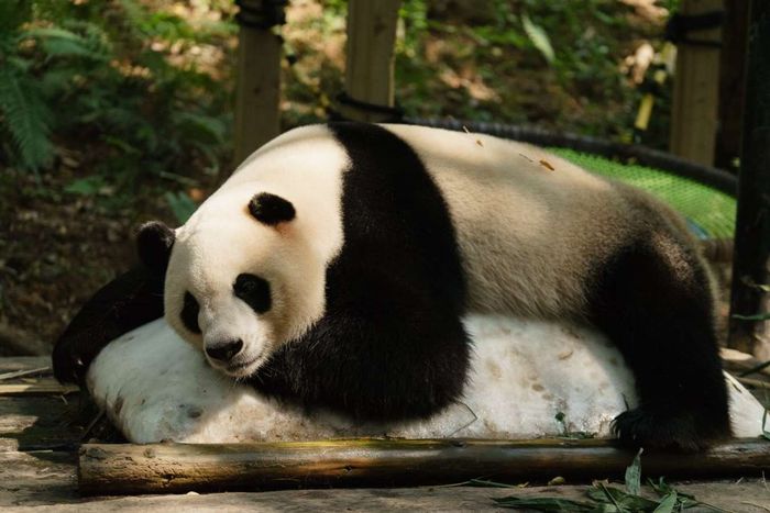 Công viên Safari Chimelong Quảng Châu