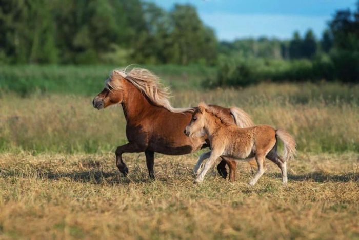 Ngựa lùn Pony vô cùng dễ thương