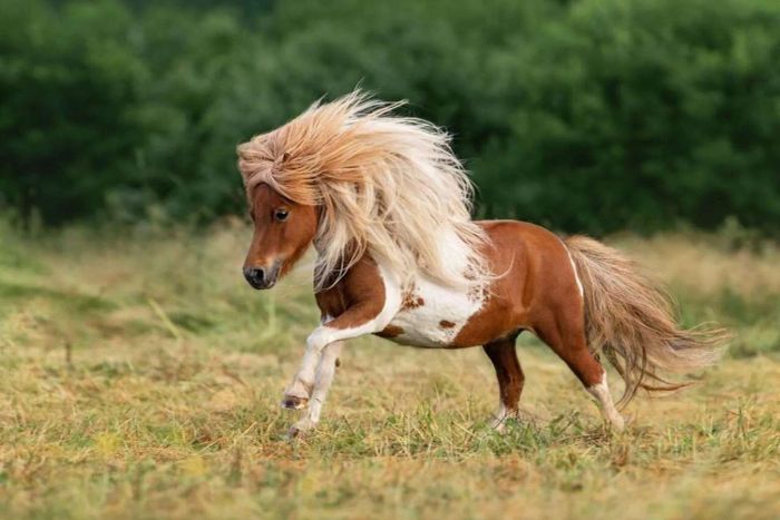 Đặc điểm hình dáng của ngựa lùn Pony