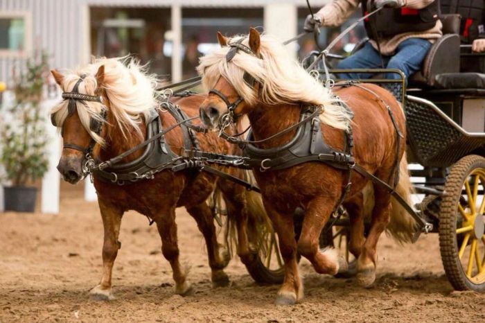 Ngựa lùn Pony yêu thích công việc