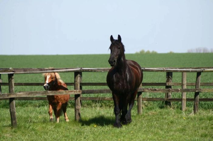 Giới thiệu về ngựa lùn Pony