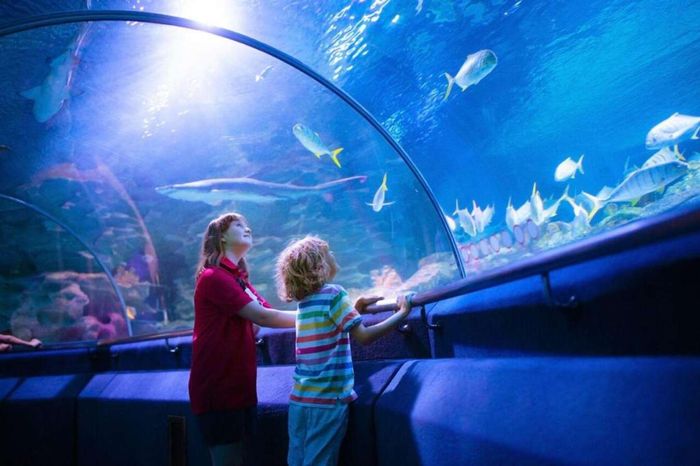 SEA LIFE Sydney Aquarium