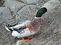 Vịt đực lai giữa vịt nhà và vịt cổ xanh, Akureyri (Iceland); lưu ý vẻ ngoài bệ vệ.